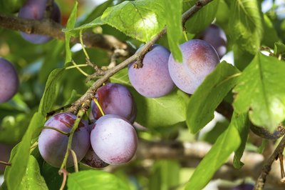 Plums growing on a tree branch.