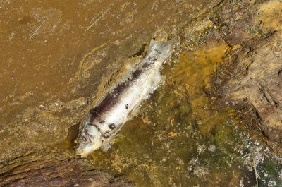 Iron mines flooded with water spill gallons of iron oxide into ponds, rivers and lakes; this can poison fish and pollute the environment.