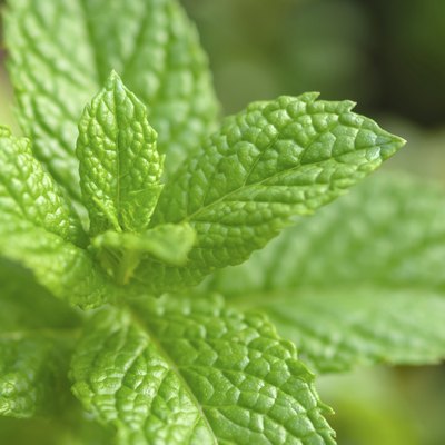 Pepprmint leaves