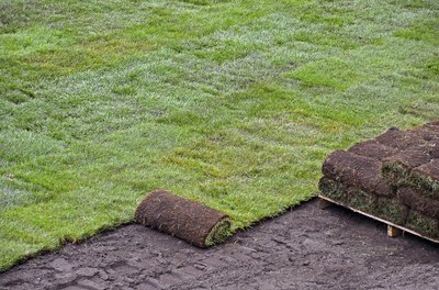 Unrolling new sod.
