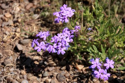Prairie verbena flowers growing in dry soil.