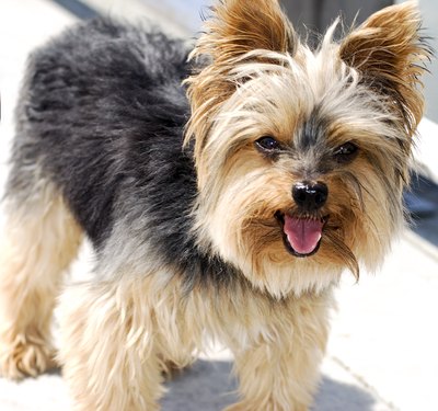 Yorkshire Terrier dog.
