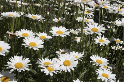Field of shasta daisies