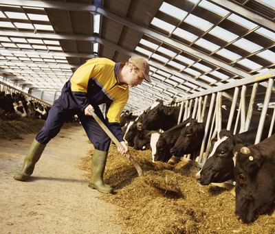 Man feeding cows on farm