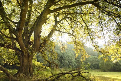 A large oak tree grows next to a clearing.