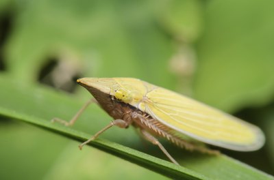 A close-up of a leafhopper on a green leaf.