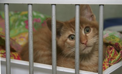 Cat in shelter.