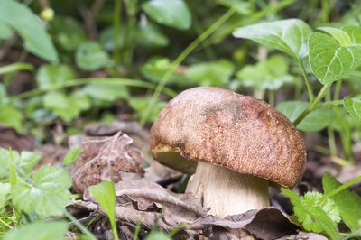 Porcini mushroom growing in forest.