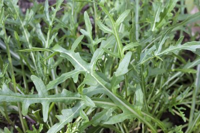 Wild arugula growing in a field.