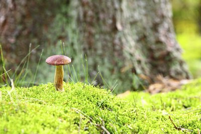 A mushroom growing in the moss beneath a tree.