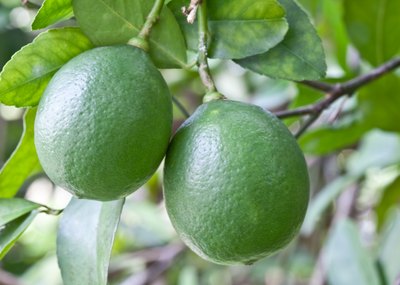 Limes grow on a tree branch.