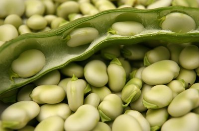 The broad bean is a cool weather crop.