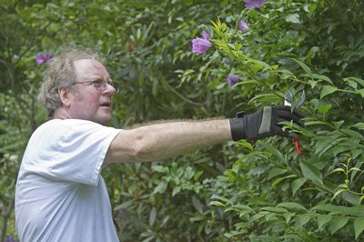 Close-up of a man trimming a Rose of Sharon hedge