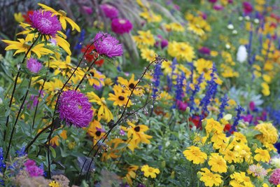Long-blooming perennials keep garden color flowing.