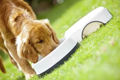 Food allergies are common in dogs.