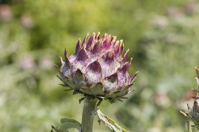Close-up of purple cardoon.