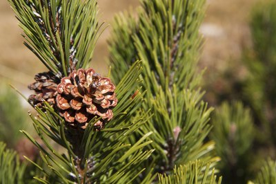 Close-up of mug pine.