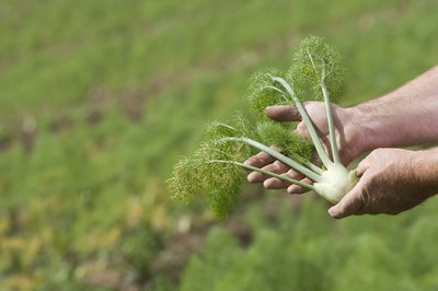 Harvest the bulb by cutting the plant off from its taproot at the base of the soil