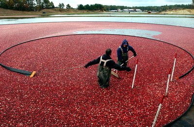 Cranberries being harvested in Massachusetts farm bog