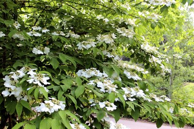 White viburnum flowers blooming in a garden.