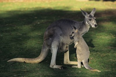 kangeroos are another type of marsupial
