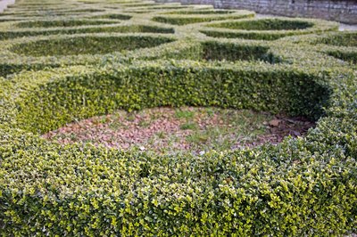 boxwood hedges