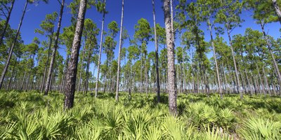 Saw Palmetto plants in Florida.