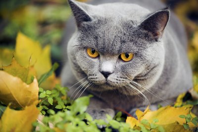 Cyproheptadine is used to increase appetite in cats going through chemotherapy.
