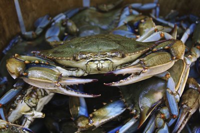 A bushel of Maryland blue crabs in a basket.