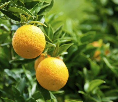 Oranges grow on a tree.