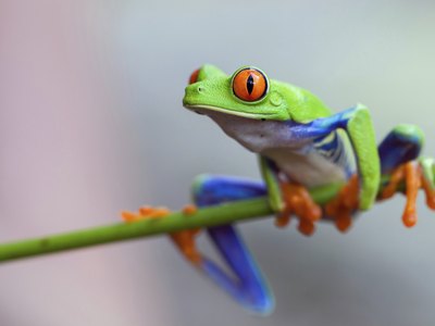 Red-eyed tree frogs in the tadpole phase breathe through gills and swim using their tails.
