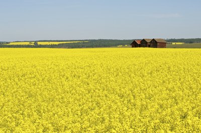 A canola field