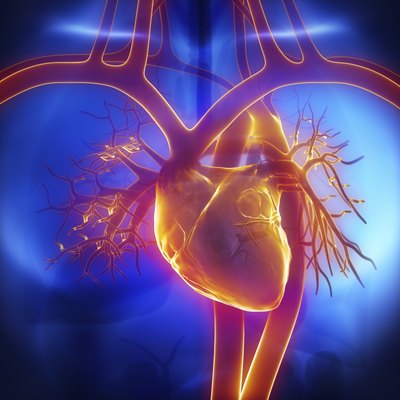 3D Illustration of the human heart.