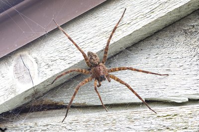 fishing spider
