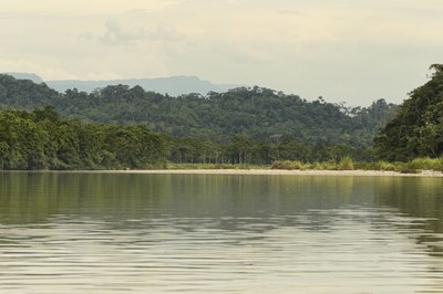 The Amazon rainforest contains plants and animals found in no other area.