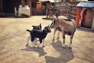 Pasteurized goat milk is as safe as cow milk.