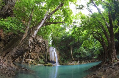 Waterfall in a jungle ecosystem