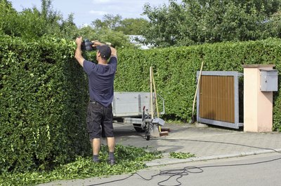 A gardener trimming a privet hedge