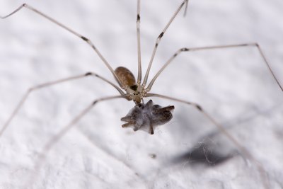 cellar spider eating another spider