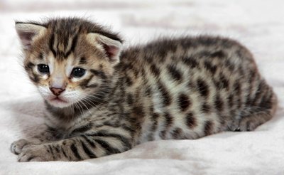 A spotted Savannah kitten on a blanket.