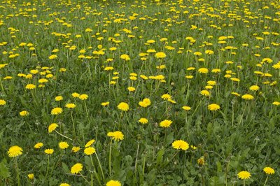 dandelion greens