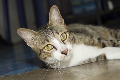 A cat with a broken leg must go to the vet.