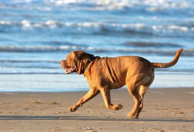 Yellow mastiff running on beach