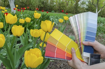 Using a palate color card in front of a garden