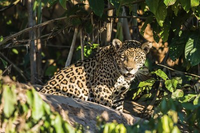 a huge variety of animals make the Amazon their home
