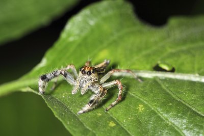 ogre-faced spider