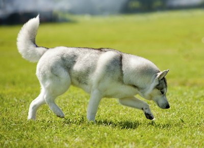 A Siberian husky plays in the grass.