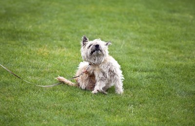 FAD occurs when a dog becomes allergic to the saliva of fleas.