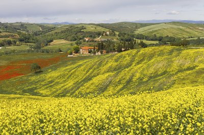 Rolling hills blooming with red and gold wildflowers.