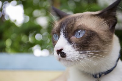 Can wih unique markings